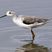 Marsh Sandpiper